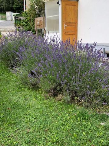 Nid D'Abeilles Appartement Tramelan Buitenkant foto